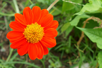 Orange petals of Mexican sunflower known as the tree marigold or Japanese sunflower