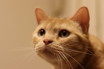 興味津々で見つめる猫アメリカンショートヘアレッドタビー
American shorthair cat looking with interest.