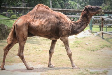 A camel with one hump eating grass