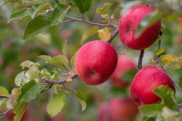 収穫の時期　美味しそうなリンゴ