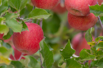 秋の味覚　美味しそうなリンゴ