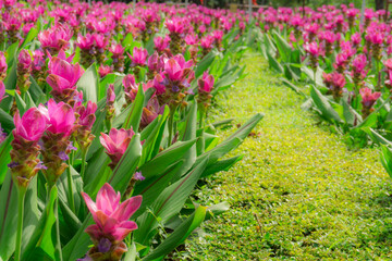Purple petals Siam tulip blossom on green leaves know as summer tulip