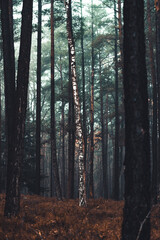 Obraz premium Hazy woodland with mystical fog and many orange leaves