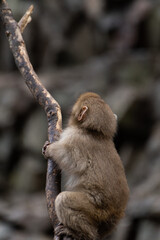 木に登って遊ぶ子供のニホンザル