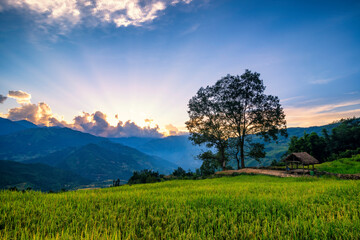 Fototapeta premium Terraced rice fields in Y ty, Sapa, Laocai, Vietnam prepare the harvest