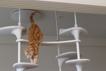 キャットタワーから降りる猫アメリカンショートヘアレッドタビー
American shorthair cat getting off the cat tower. - obrazy, fototapety, plakaty