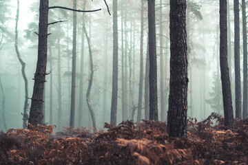 Hazy woodland with mystical fog and many orange leaves