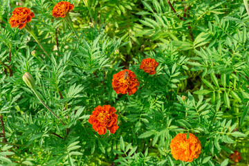 Orange petals of French Marigold flowering plant in Daisy family
