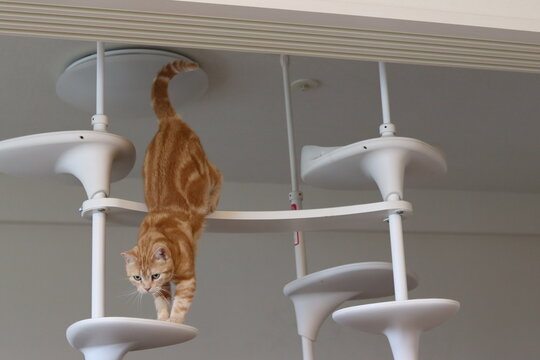 キャットタワーから降りる猫アメリカンショートヘアレッドタビー
American shorthair cat getting off the cat tower.