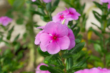 Obraz premium Pink petals of West Indian perwinkle known as Pinkle-pinkle, Old maid and cayenne jasmine