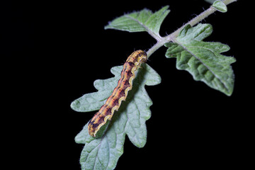 oruga de helicoverpa armígera, taladro o barrenador del fruto del tomate