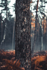 Hazy woodland with mystical fog and many orange leaves