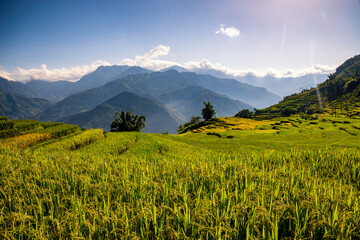 Fototapeta premium Terraced rice fields in Y ty, Sapa, Laocai, Vietnam prepare the harvest