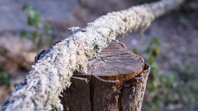 The old white Manila rope peg by nail on the brown wooden stumb