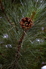 NZ pine cone grows on end of branch