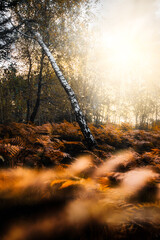 Hazy woodland with mystical fog and many orange leaves