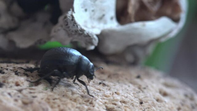 Bloody-nosed beetle move early in morning near cat's skull (Timarcha tenebricosa), blood spewer or blood-spewing beetle, is a leaf beetle. Covered completely with drops of morning dew
