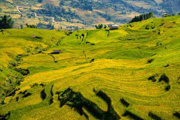 Obraz premium Terraced rice fields in Y ty, Sapa, Laocai, Vietnam prepare the harvest
