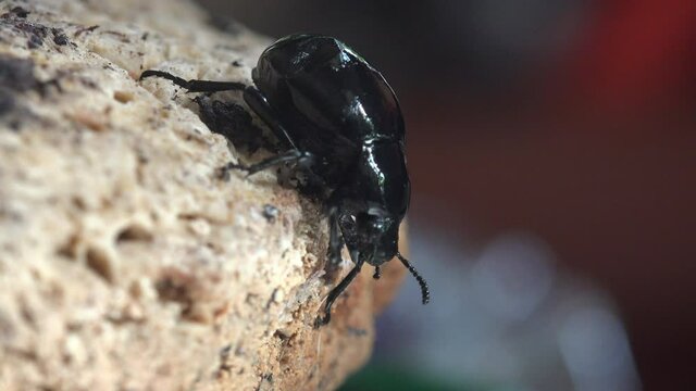 Bloody-nosed beetle move early in the morning (Timarcha tenebricosa), blood spewer or blood-spewing beetle, is a leaf beetle. Covered completely with drops of morning dew. Macro view insect