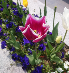 Beautiful tulip flowers, claret red