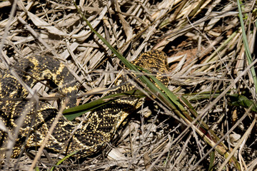 Addo Elephant National Park: deadly poisonous Puffadder in long grass waiting to ambush prey.