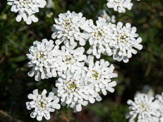 Iberis sempervirens oder Immergrüne Schleifenblume, Halbstrauch mit weißen Blüten und...