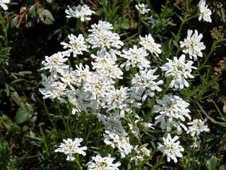 Iberis sempervirens oder Immergrüne Schleifenblume, Halbstrauch mit weißen Blüten und lanzettliches grünes, stumpf Laub
