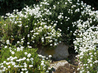 Iberis sempervirens oder Immergrüne Schleifenblume als dekorative Blumen in Form von weißen Dolden entlang eines felsigen Blumenbeets