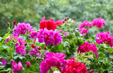 Geraniım flowers in nature.