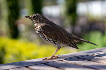 Side on thrush close up on table