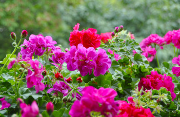 Obraz premium Geraniım flowers in nature.