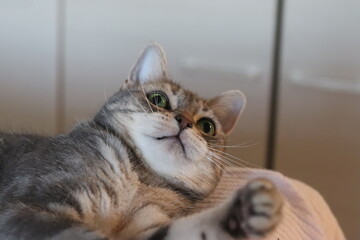 驚いた表情の猫のアメリカンショートヘアブルータビー
American shorthair cat with a surprised expression.