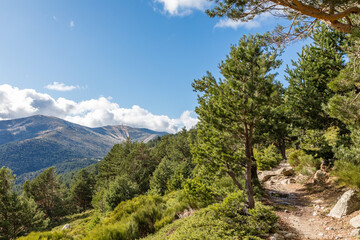 Fototapeta na wymiar landscapes of the mountains of Madrid in the Guadarrama national park