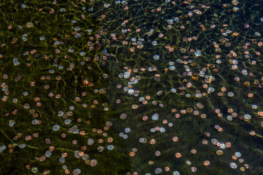 An isolated, overhead view of shiny coins in mossy water