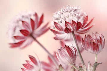 Rosa Blumen-Yarzmianka © mycatherina