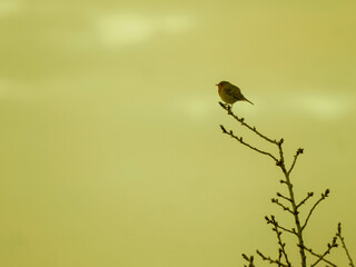 Rouge gorge et couleur