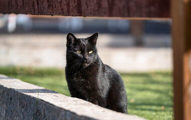 black cat on the street