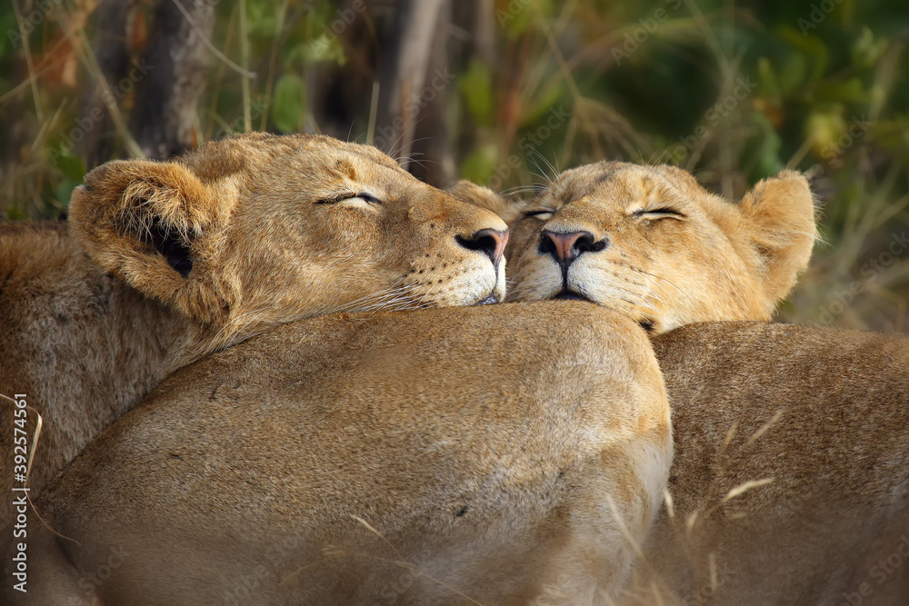 Wall mural The Transvaal lion (Panthera leo krugeri), also known as the Southeast African or Kalahari lion, relaxing cubs. Two big african lion cubs are resting with their heads on their mother.