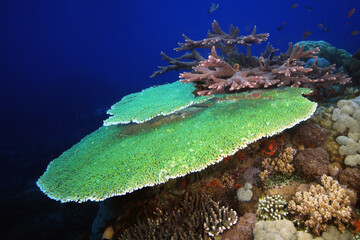 Plate coral in the ocean. Big green coral in the blue depths of the ocean. Indo-Pacific coral in the depths.