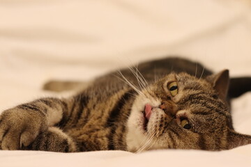 寝転んで舌を出す猫のアメリカンショートヘアブラウンタビー
American shorthair cat lying down and showing his tongue.