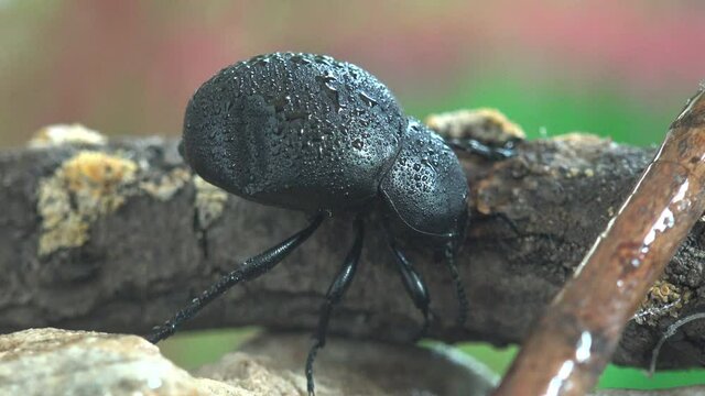 Bloody-nosed beetle sleeps early in the morning (Timarcha tenebricosa), blood spewer or blood-spewing beetle, is a leaf beetle. Covered completely with drops of morning dew. Macro view insect