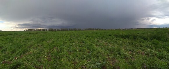 field of wheat