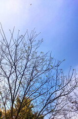 tree and sky, minimal view