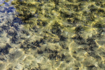 JBay mangrove sprouts bed