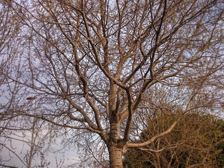 tree and sky, minimal view