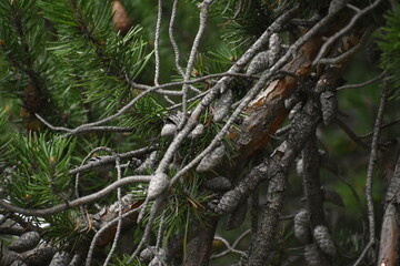 The strong expressive pine tree branches in Sapporo Japan