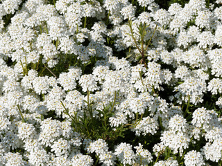 Dekoration von Steinbeet mit Immergrüne Schleifenblume oder iberis sempervirens, ein weißes Frühling Blütenmeer oder schneeweißen Polstern 