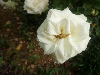 white rose in the garden
