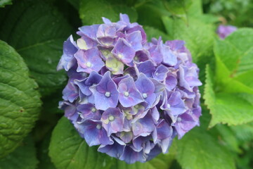 梅雨に咲く美しい紫陽花