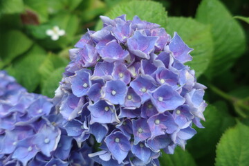 梅雨に咲く美しい紫陽花